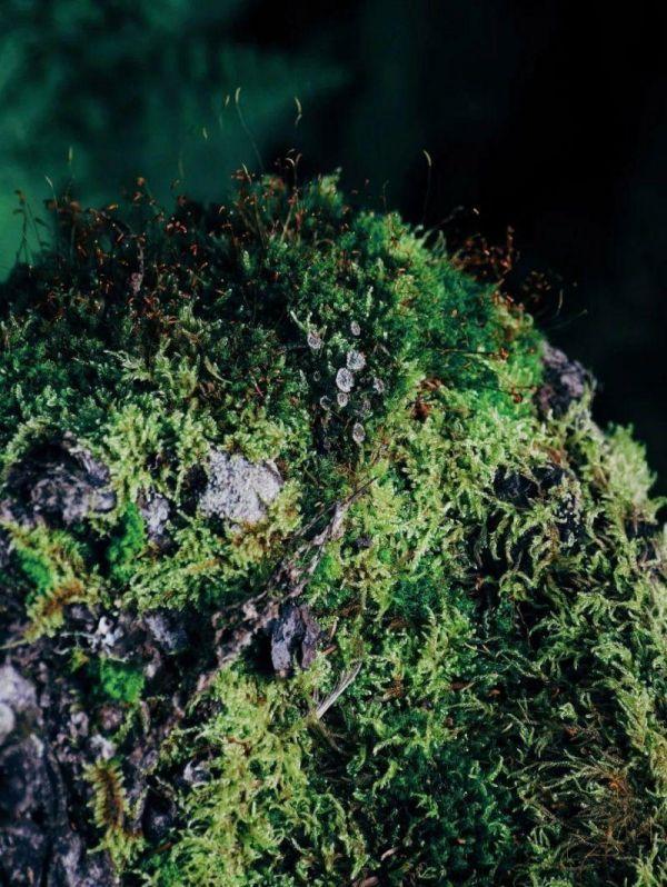 微生物菌群最新研究进展,一号菌群科研新成果