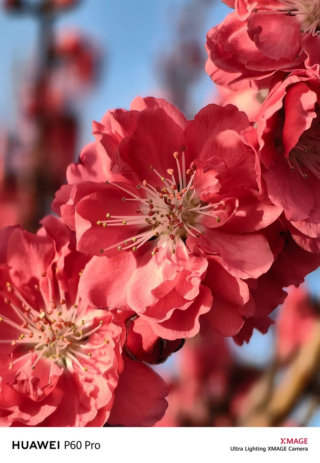 华为p60pro拍照样张原图,华为p60pro拍摄照片样张