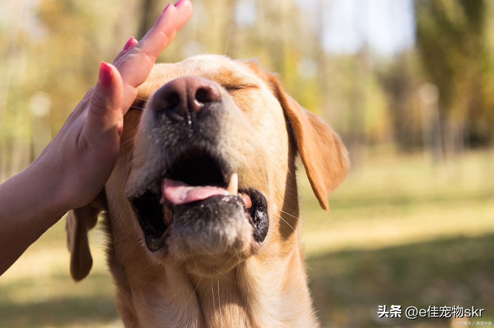 狗狗总咬主人的手怎么办,狗狗为什么喜欢假咬主人手