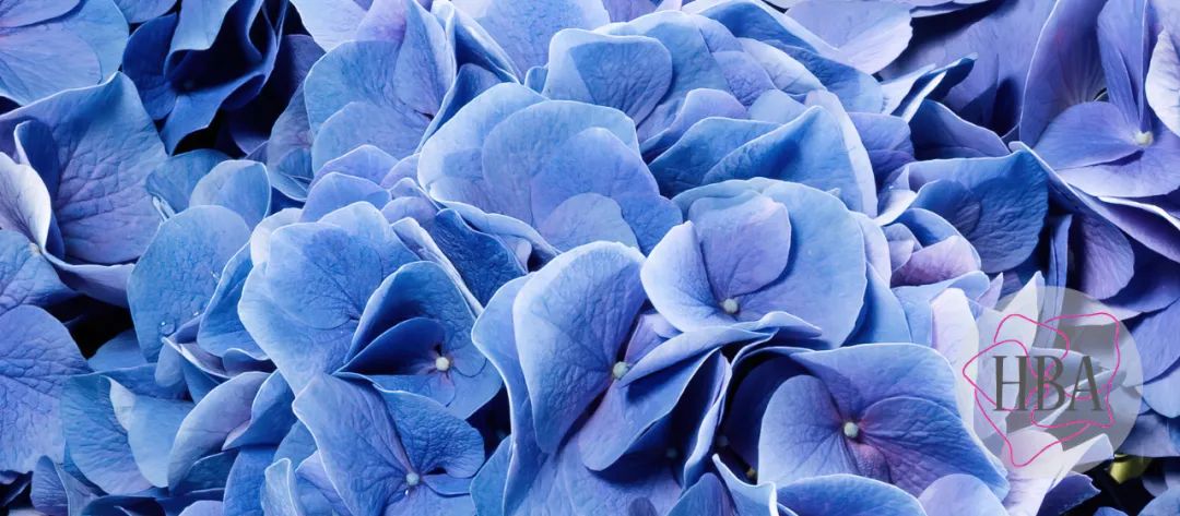 身边一抹蓝,最美蓝色绣球