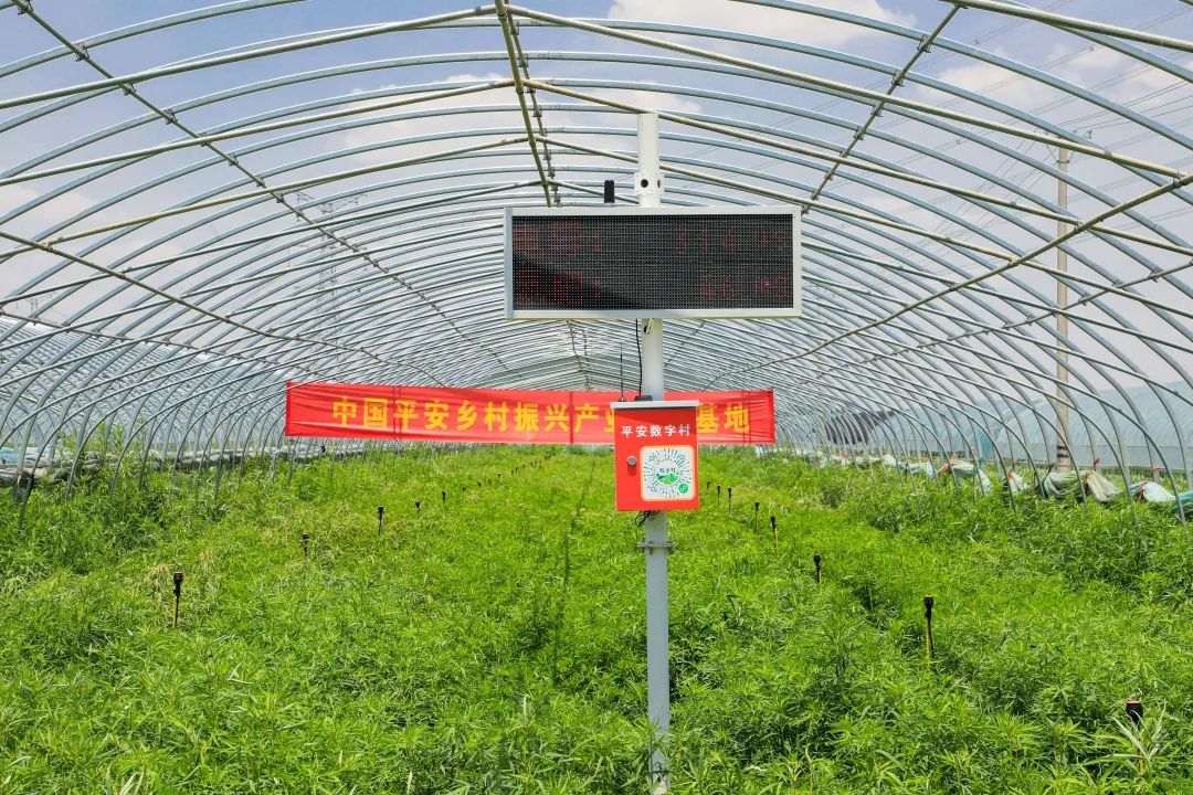 平安产险阿拉善,马明哲平安