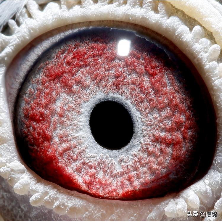 开尔拍卖2018,开尔大棚拍卖会