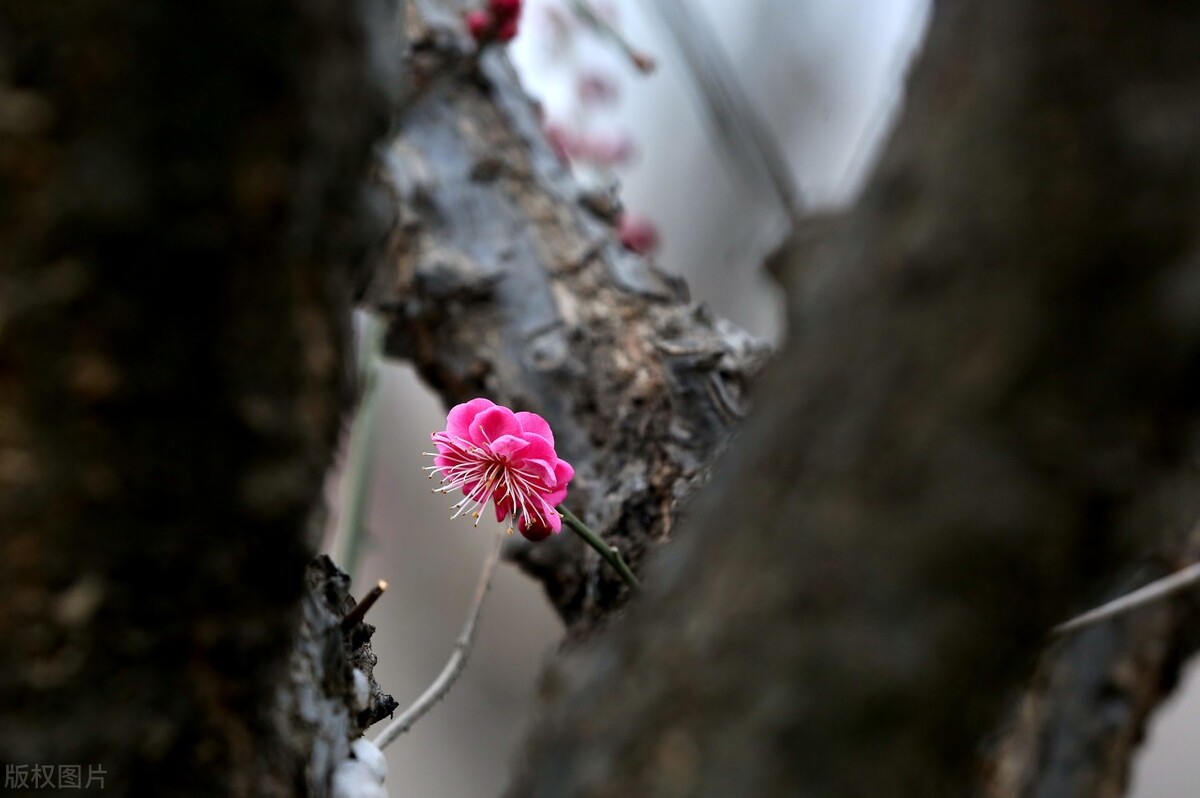 2022年愿身边所有的人都平安喜乐,2021你好愿平安喜乐万事顺遂图片