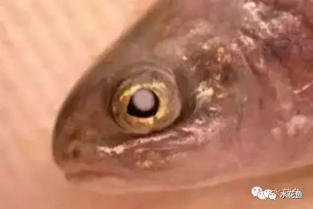 鱼眼睛白内障,鱼眼睛疾病