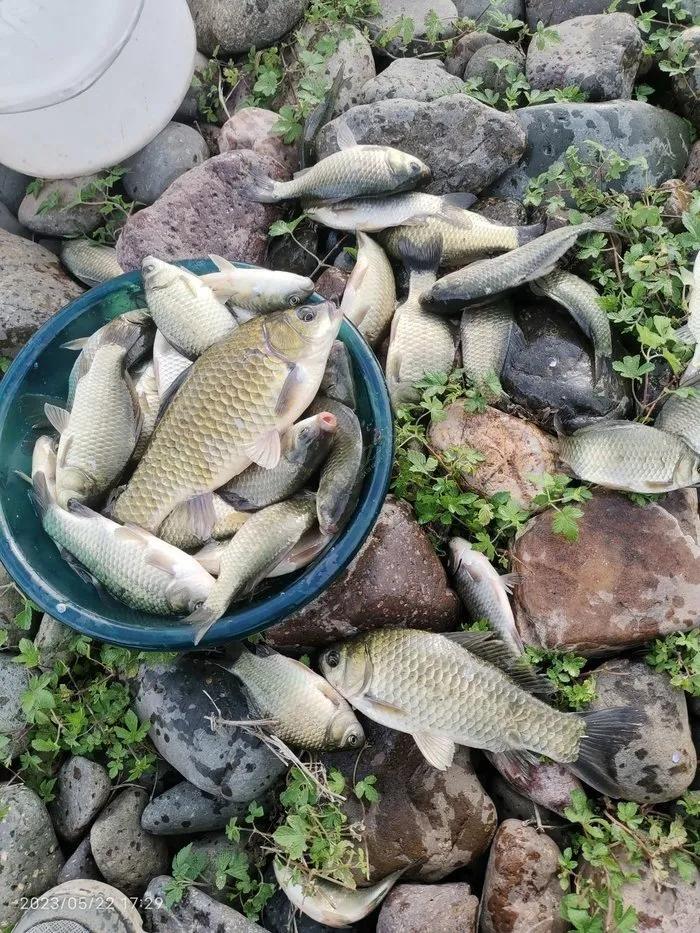 野钓饵料加什么避小鱼和白条,钓鱼用什么鱼饵可以避白条