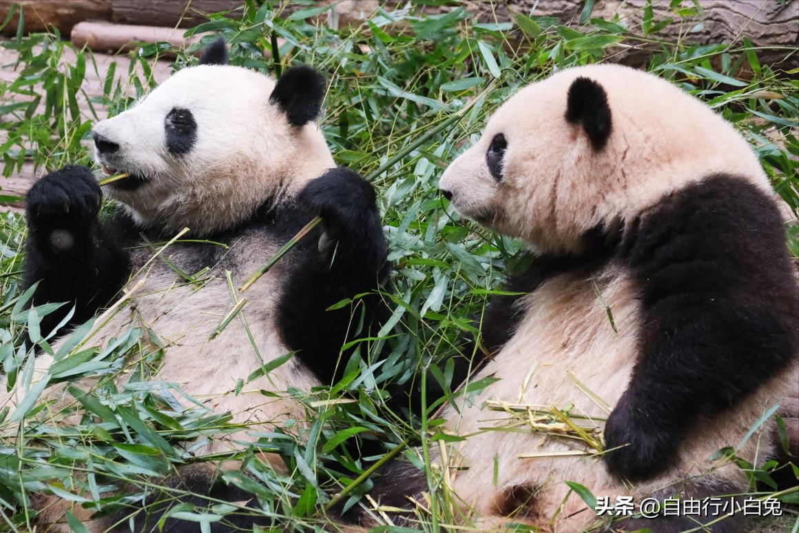 成都周边骑车游玩景点推荐,河南到成都游玩景点推荐