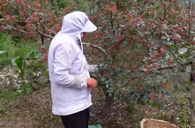 甘肃陇南某个山顶的悬崖村,甘肃陇南礼县悬崖村