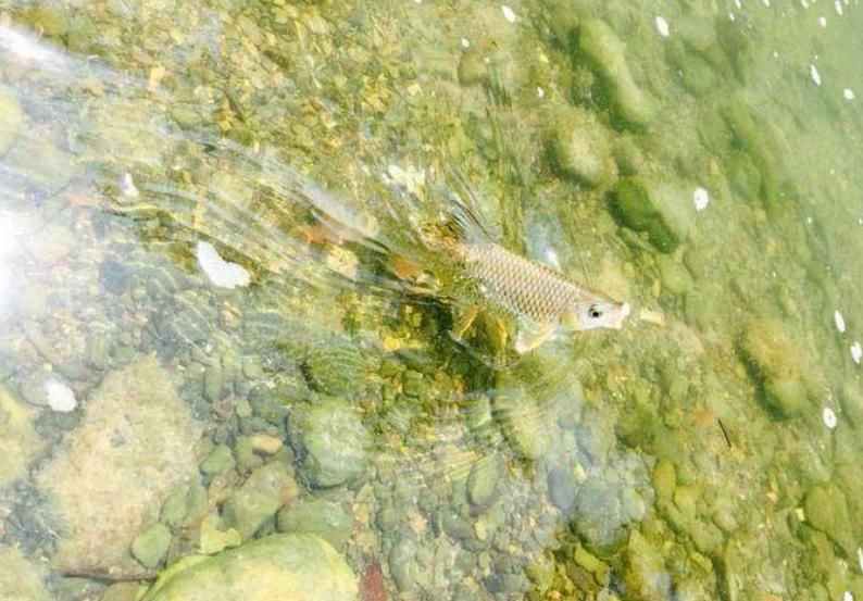 脚上破了很大一块皮怎么消炎,脚上破了很大一块皮怎么办