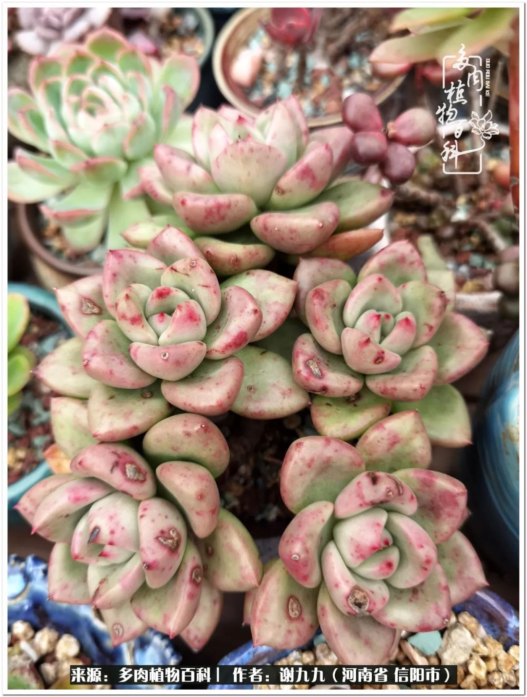 与多肉植物在一起的感怀,与多肉同行