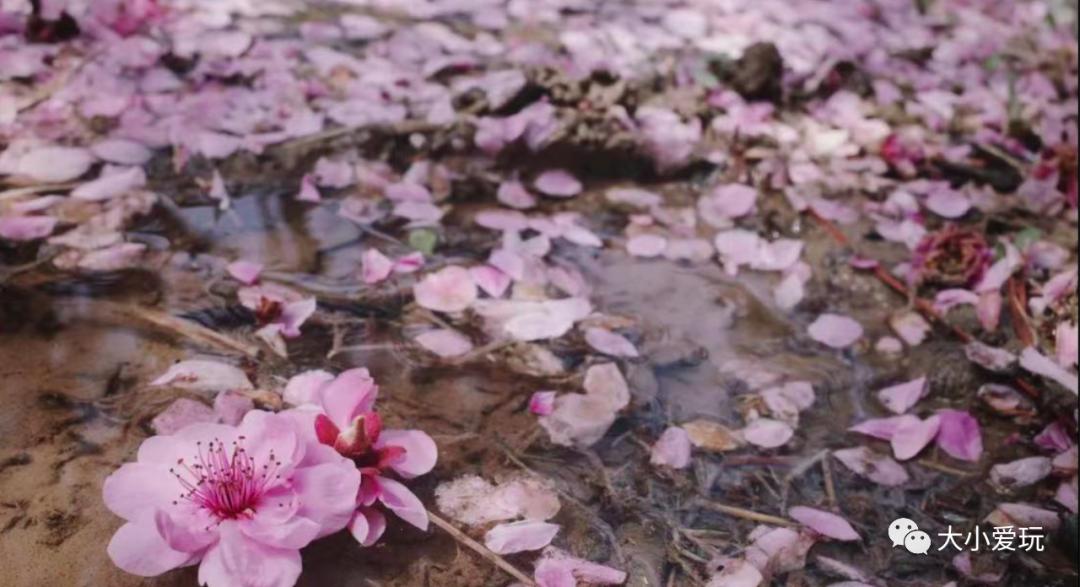 超级美的樱花美景全景,浪漫樱花海美景图