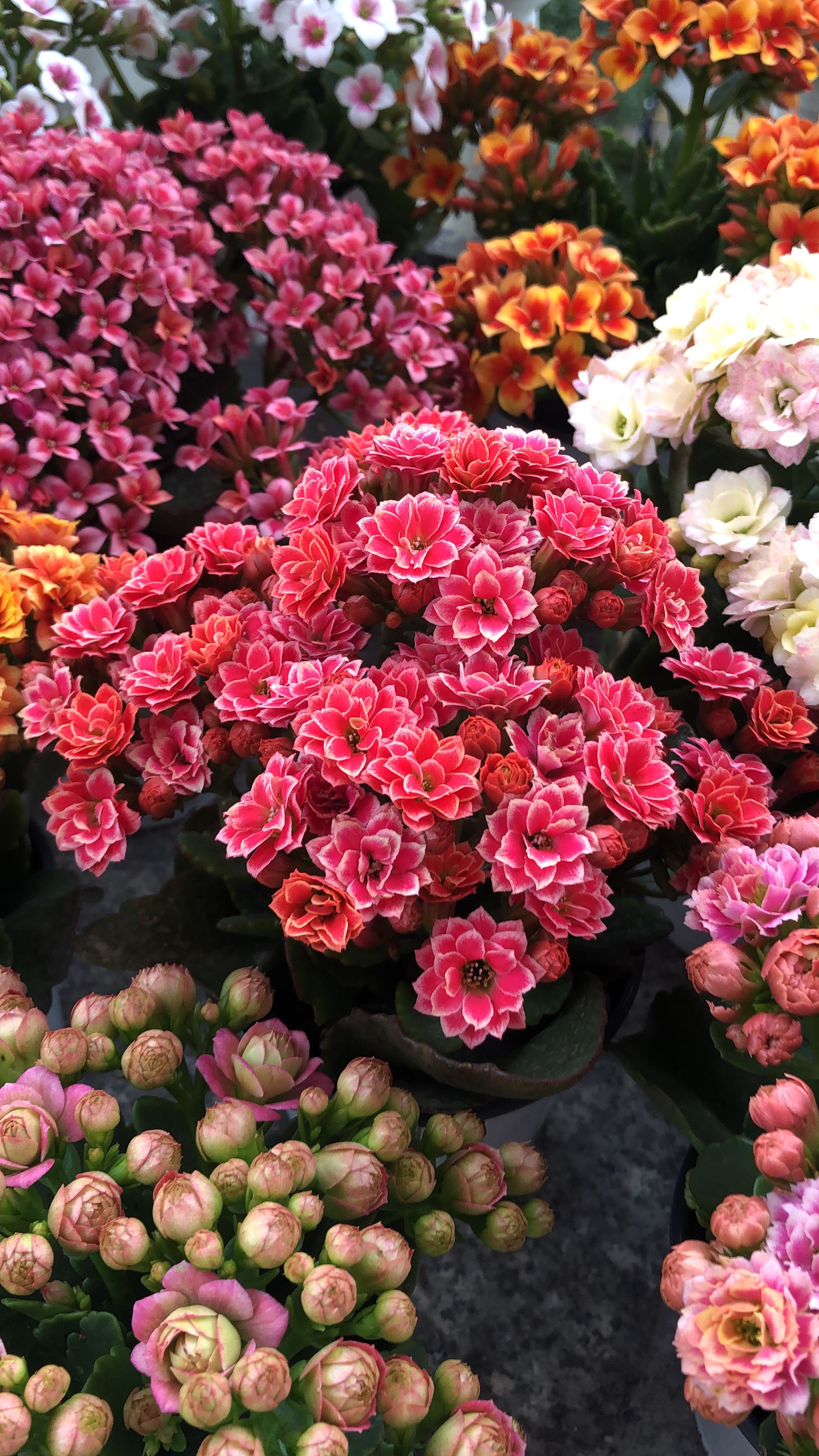 长寿花是非常好养的室内花卉,喜欢养长寿花