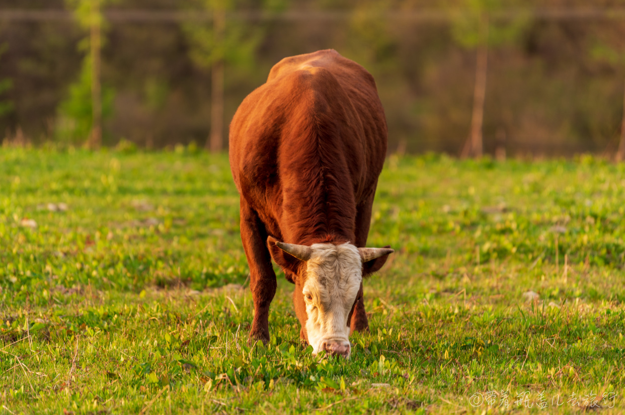 巫溪红叶自驾游,巫溪红池坝云中花海景点讲解