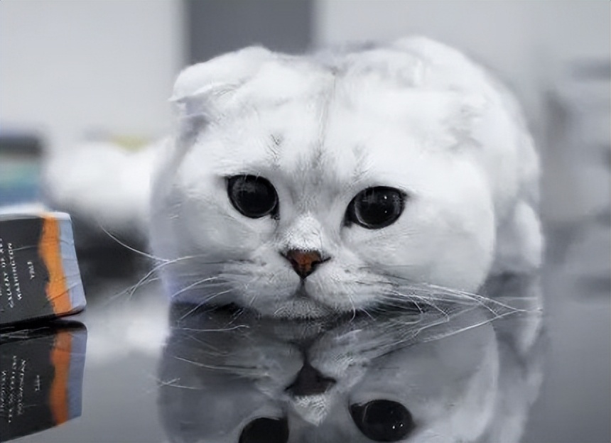 折耳猫一定要吃软骨素吗,折耳猫用一直吃软骨素么