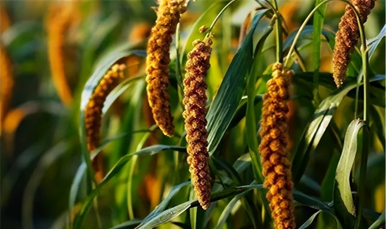 谷子的种植技术与管理课件,旱地谷子种植技术规范