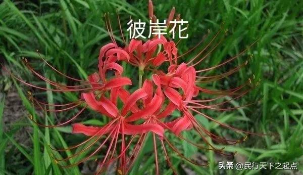 柳州现冥界之花水晶兰,四川现冥界之花水晶兰