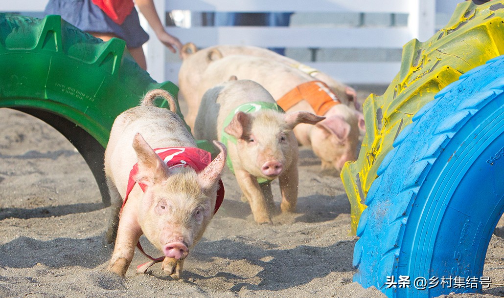日本亲子农场主题乐园,日本妈妈牧场成功的原因