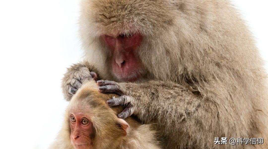 人类为什么要褪去全身毛发啊,人类褪去体毛为什么要穿衣服