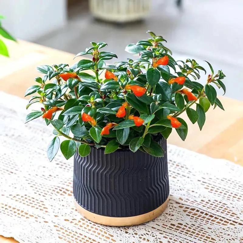 金鱼吊兰好看吗,金鱼吊兰怎么养护