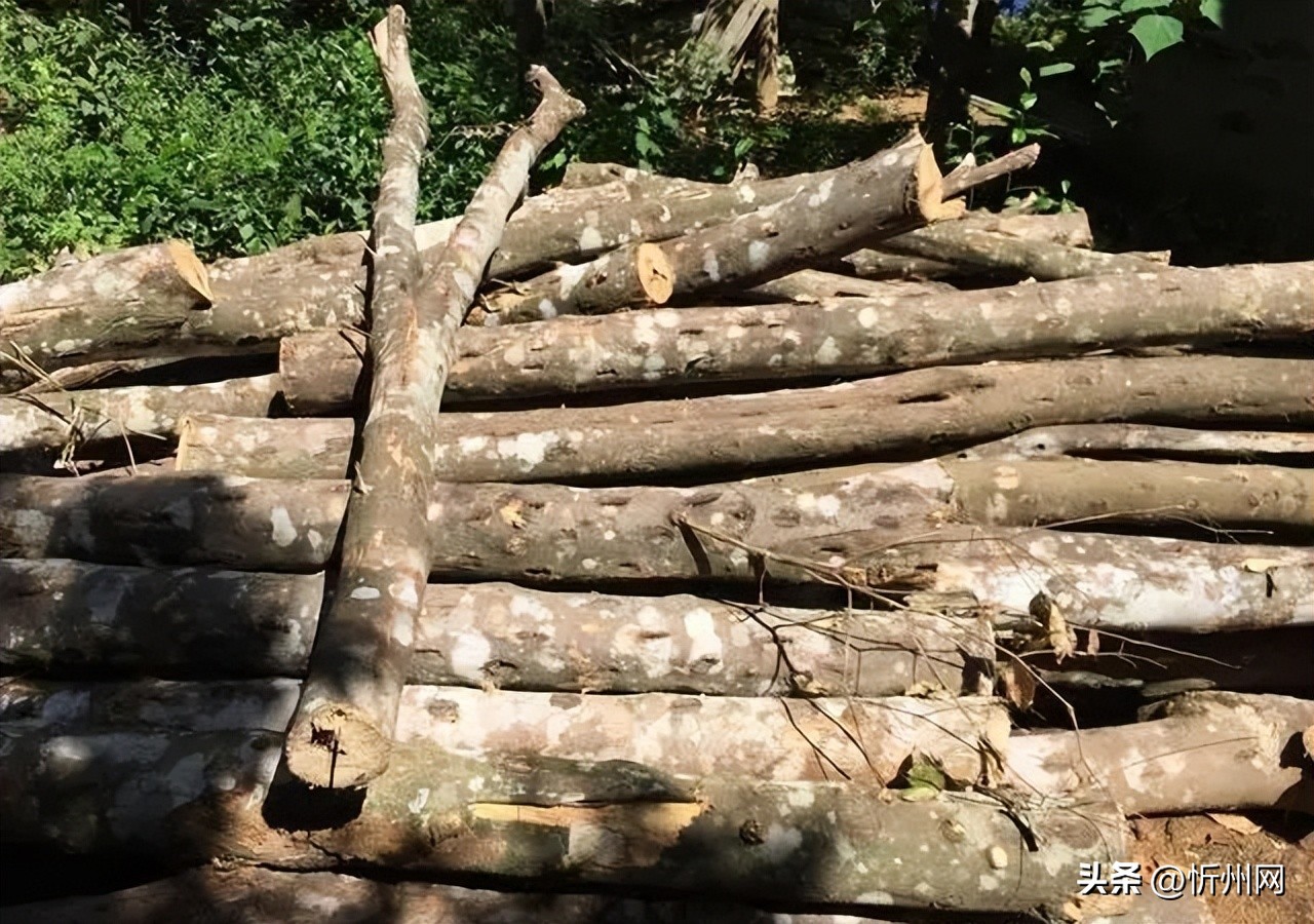 真正沉香木手串价格,正宗沉香木手串价格