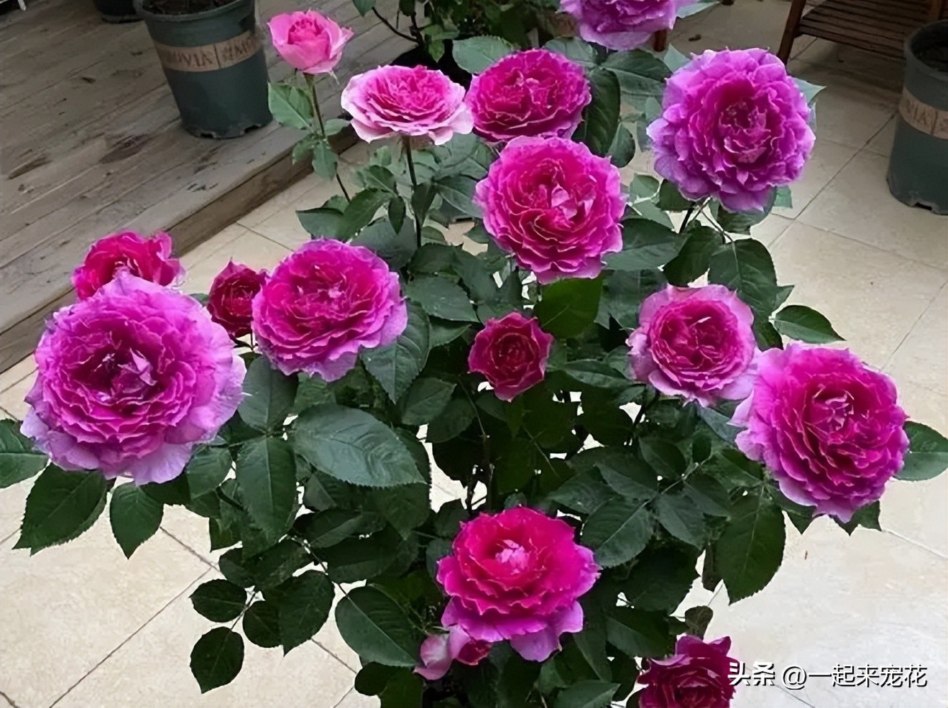 十大公认最好养阳台微型月季,耐晒且花期长又容易养的月季品种