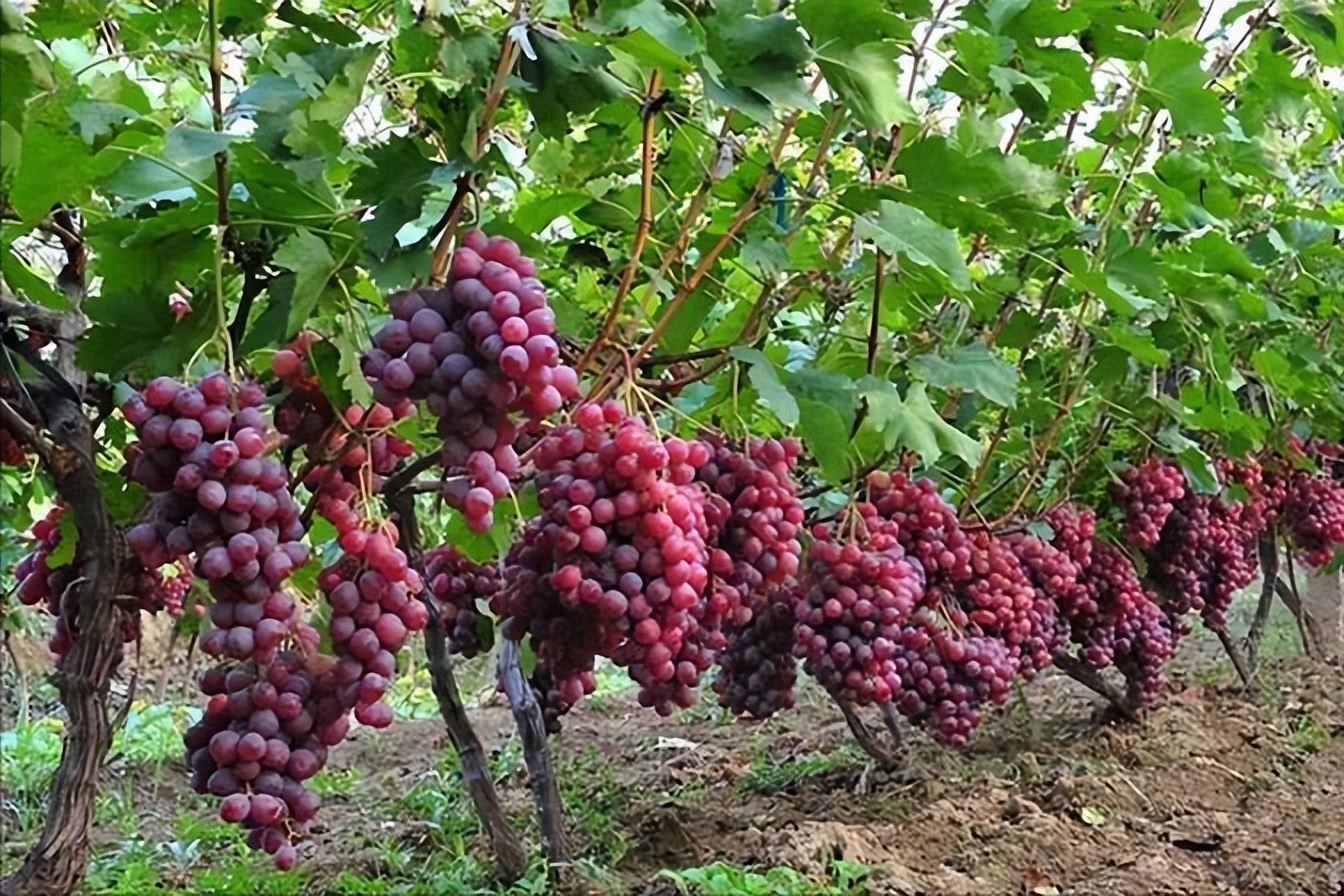 葡萄日灼病打什么药,葡萄日灼病的最佳治疗方法