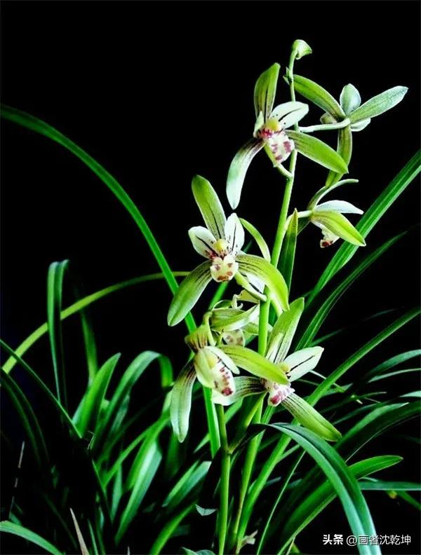 芝兰生于深谷不以无人而不芳出处,100幅历代名家兰花图值得一看再看