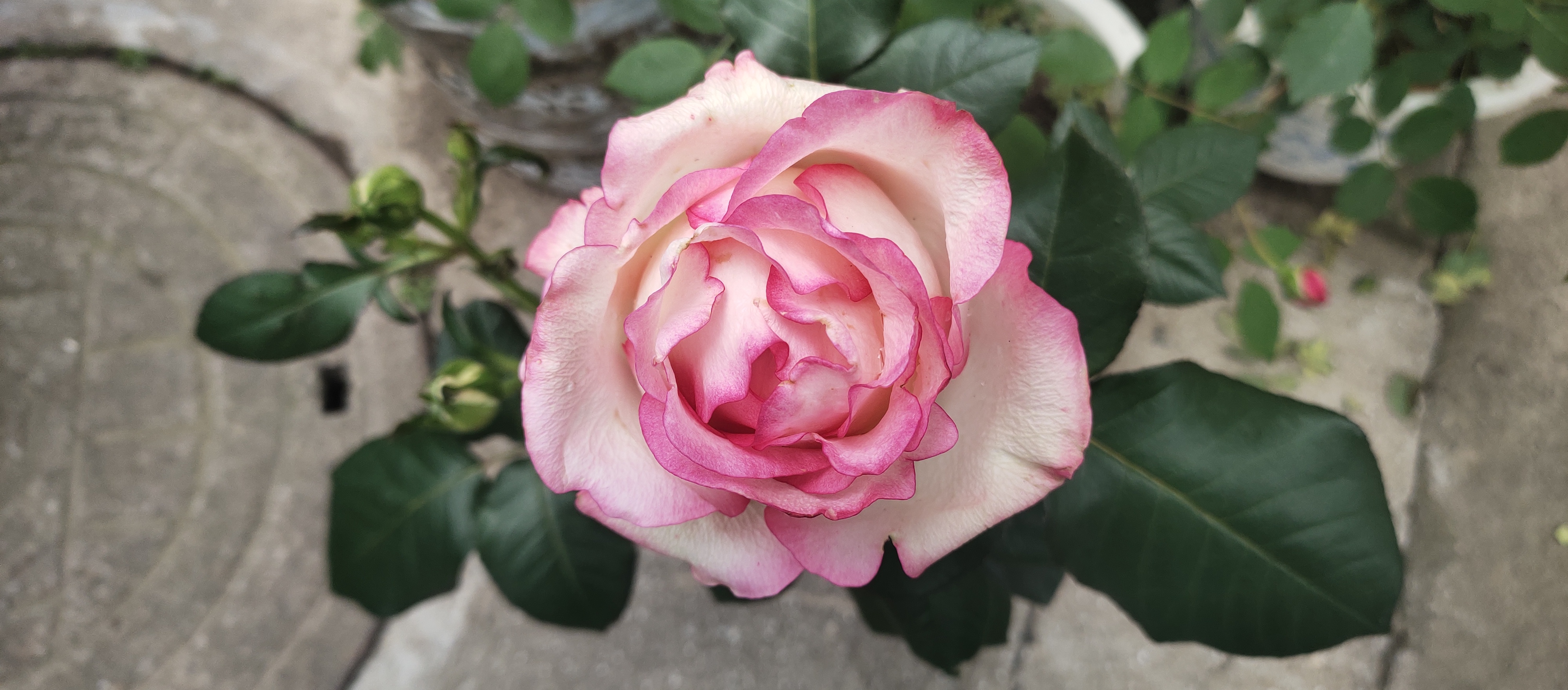 婆婆当众羞辱儿媳妇,婆婆当众羞辱儿媳一家还扇她巴掌