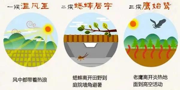 小暑至盛夏始二十四节气之小暑,大暑节气小暑