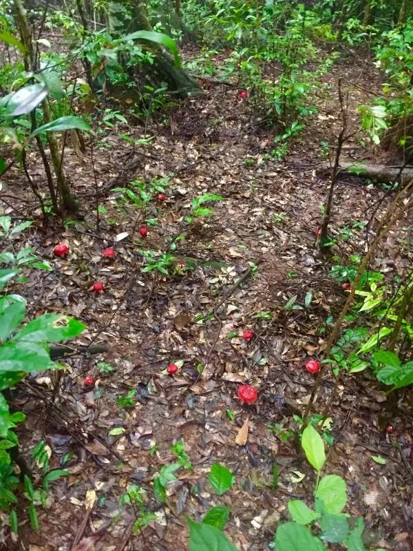 云南红菇好吃吗,云南山野红菇
