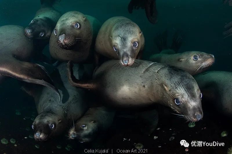 大海水下摄影作品欣赏,oceanart