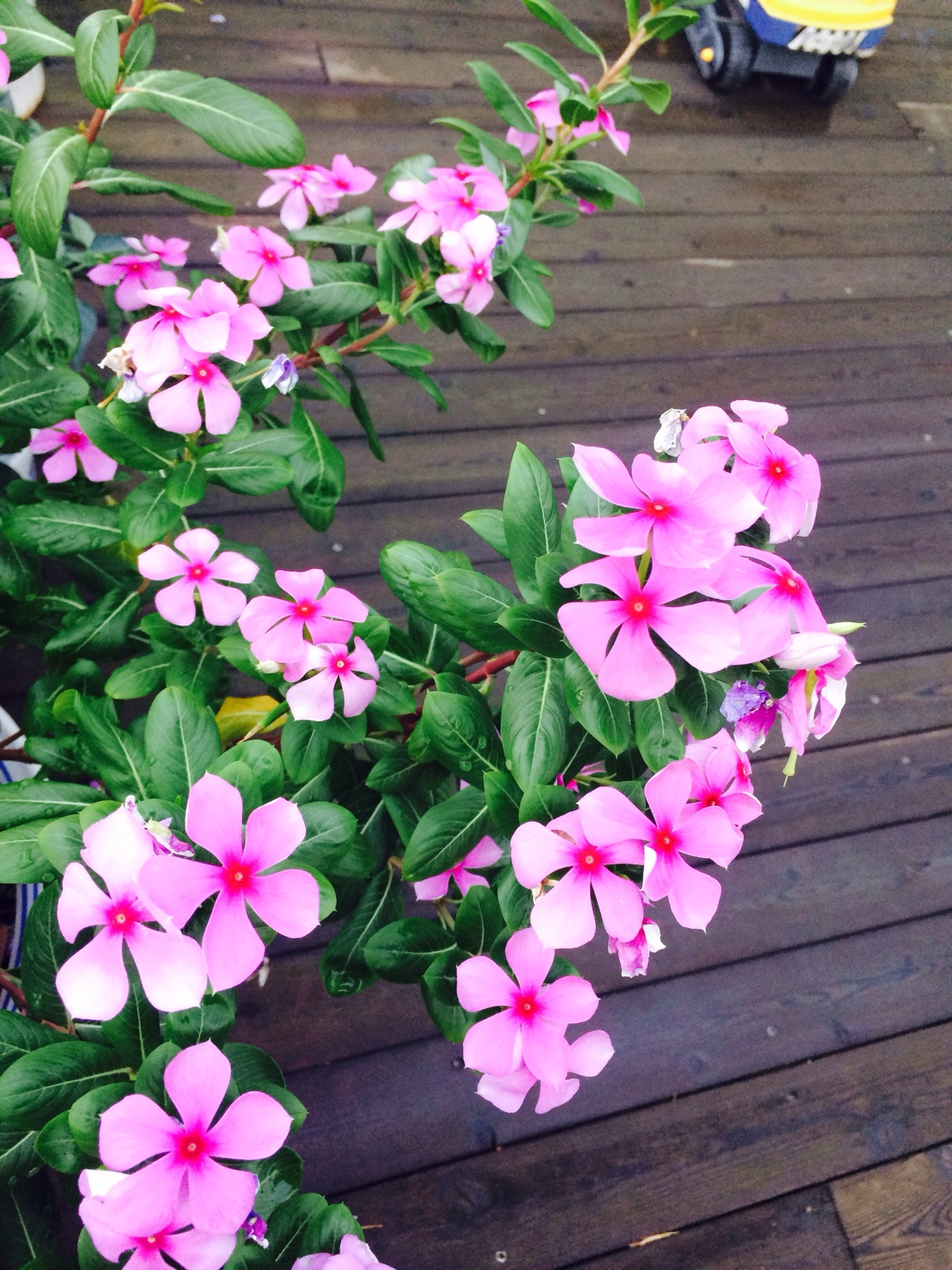 视觉盛宴五种赏花名花供您选择,春天十种最美的花介绍