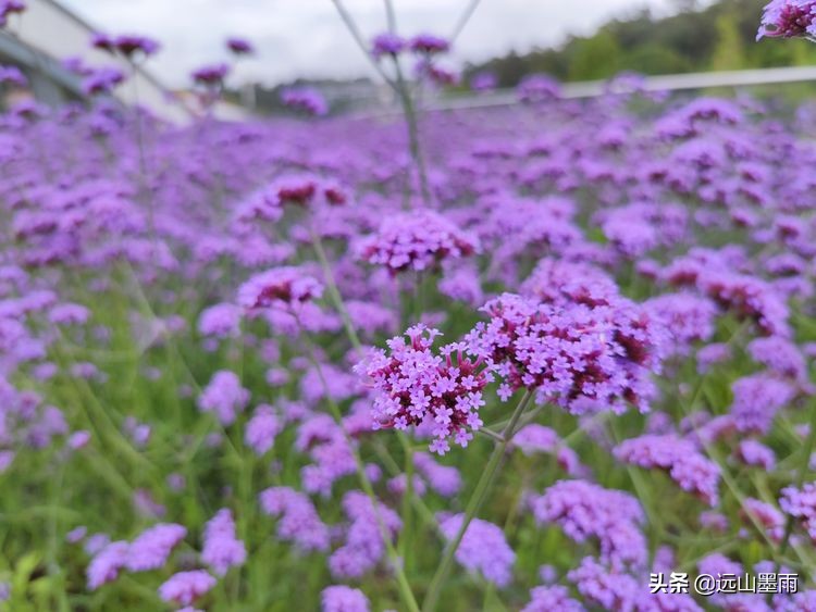 昆明世博园最值得看的有哪些景点,昆明世博园哪里看花最好看