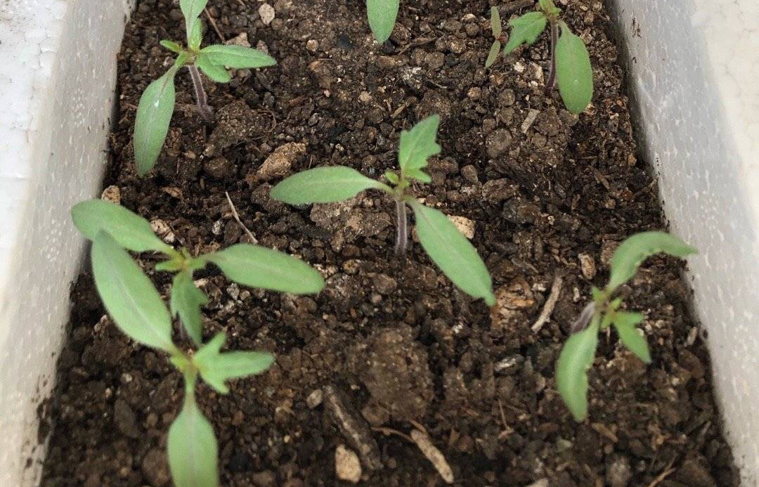 阳台夏天种这六种菜,阳台种花种菜需要几个小时的光照