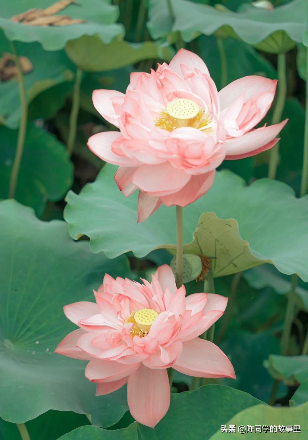 福建霞浦最美的海滩在哪里,霞浦值得去的海滩