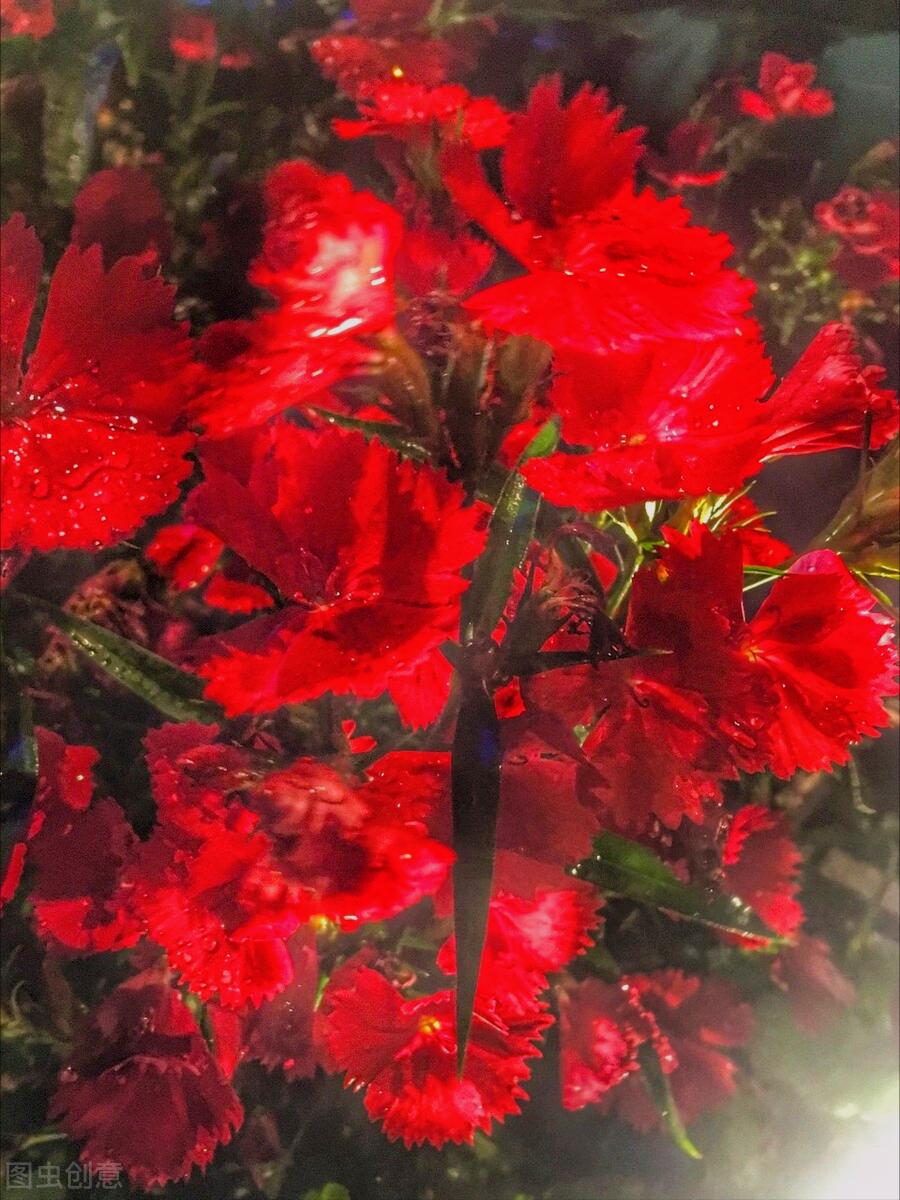 一花一世界一叶一花一菩提,春天来了一花一世界一叶一菩提