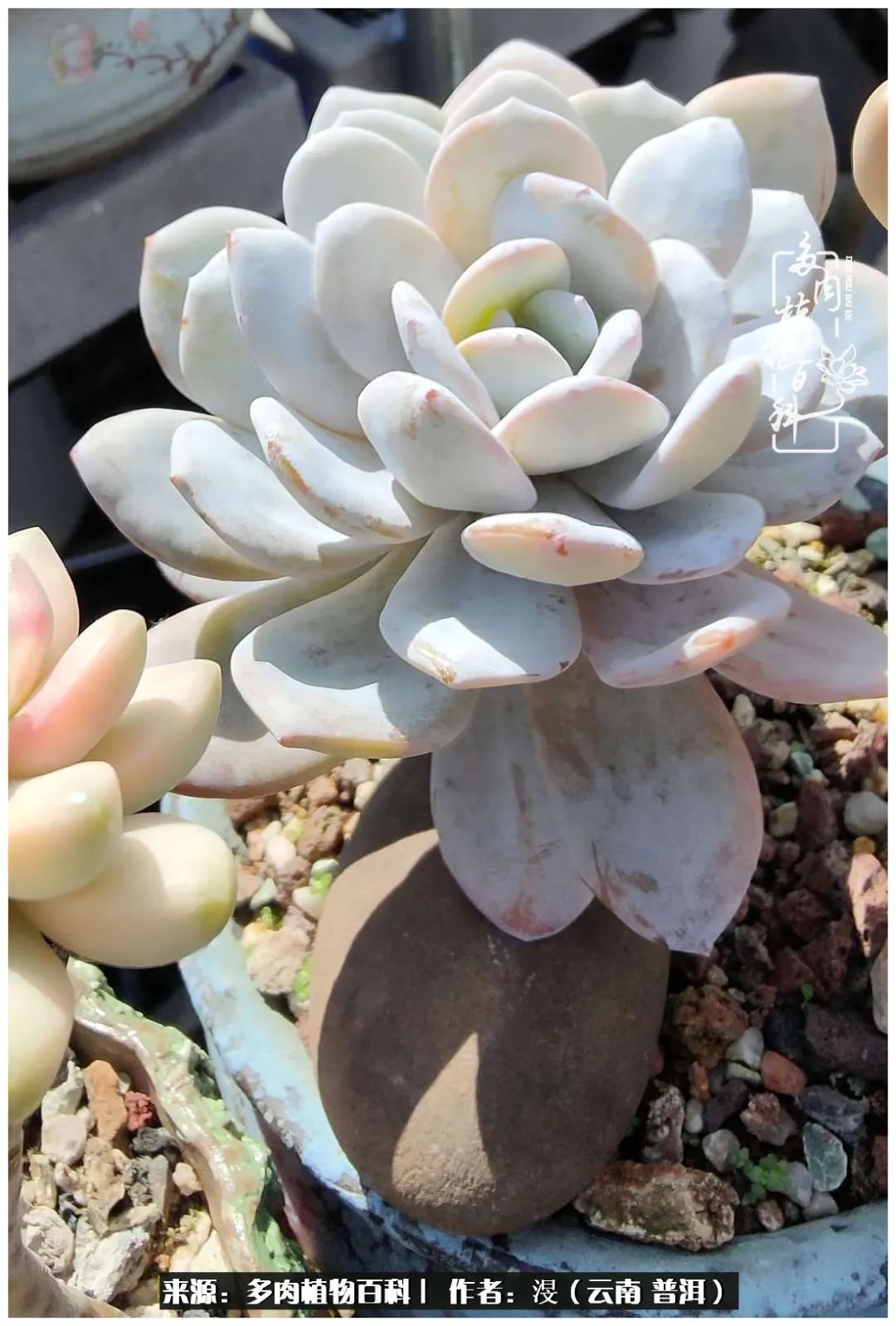 云南的冬天没有云！养肉七年，不谈得失，只论陪伴！