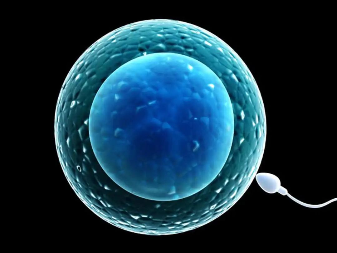 第二次试管移植冻胚的流程,试管第二胎移植流程