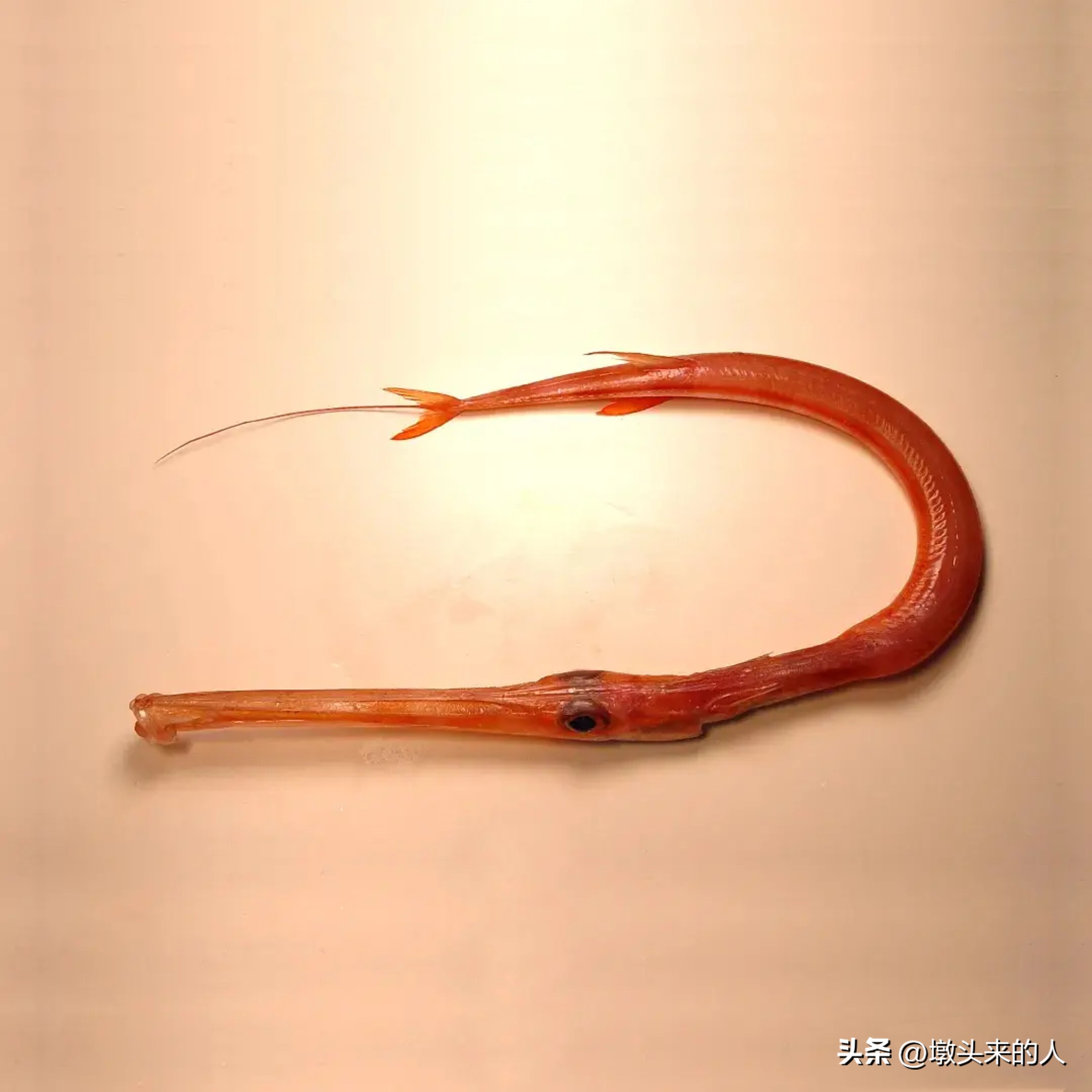 海鲜尖嘴鱼怎么做好吃,三亚海里哪种鱼最好吃