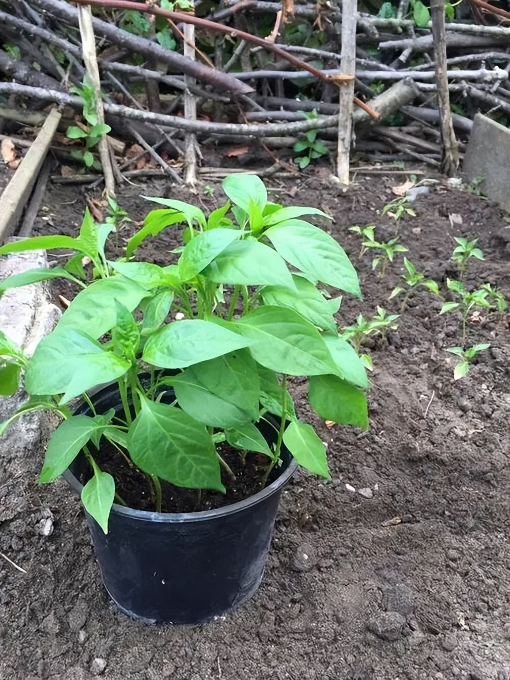 辣椒苗瘦小马上要移栽还能浇水,辣椒苗好小就开花了怎么办