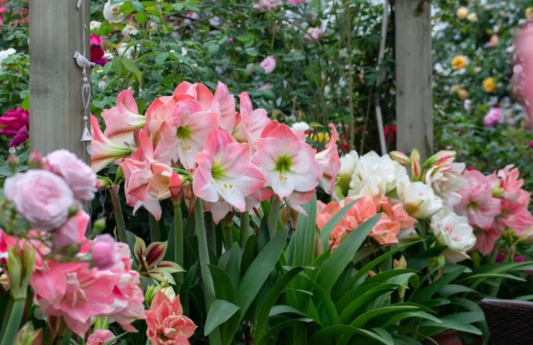 朱顶红在北方暖气屋里剪叶子吗,朱顶红剪叶子距根部多长剪合适