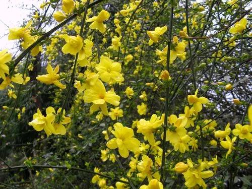 春天的美文,经典优美散文迎春