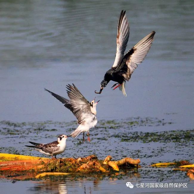 湿地可以开发什么旅游项目,黑龙江旅游必去十大湿地排名