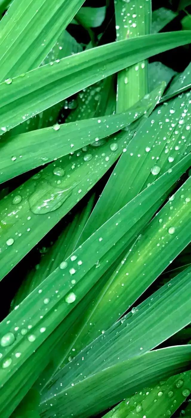 护眼壁纸动态壁纸高清全屏90帧,华为绿色养眼护眼壁纸