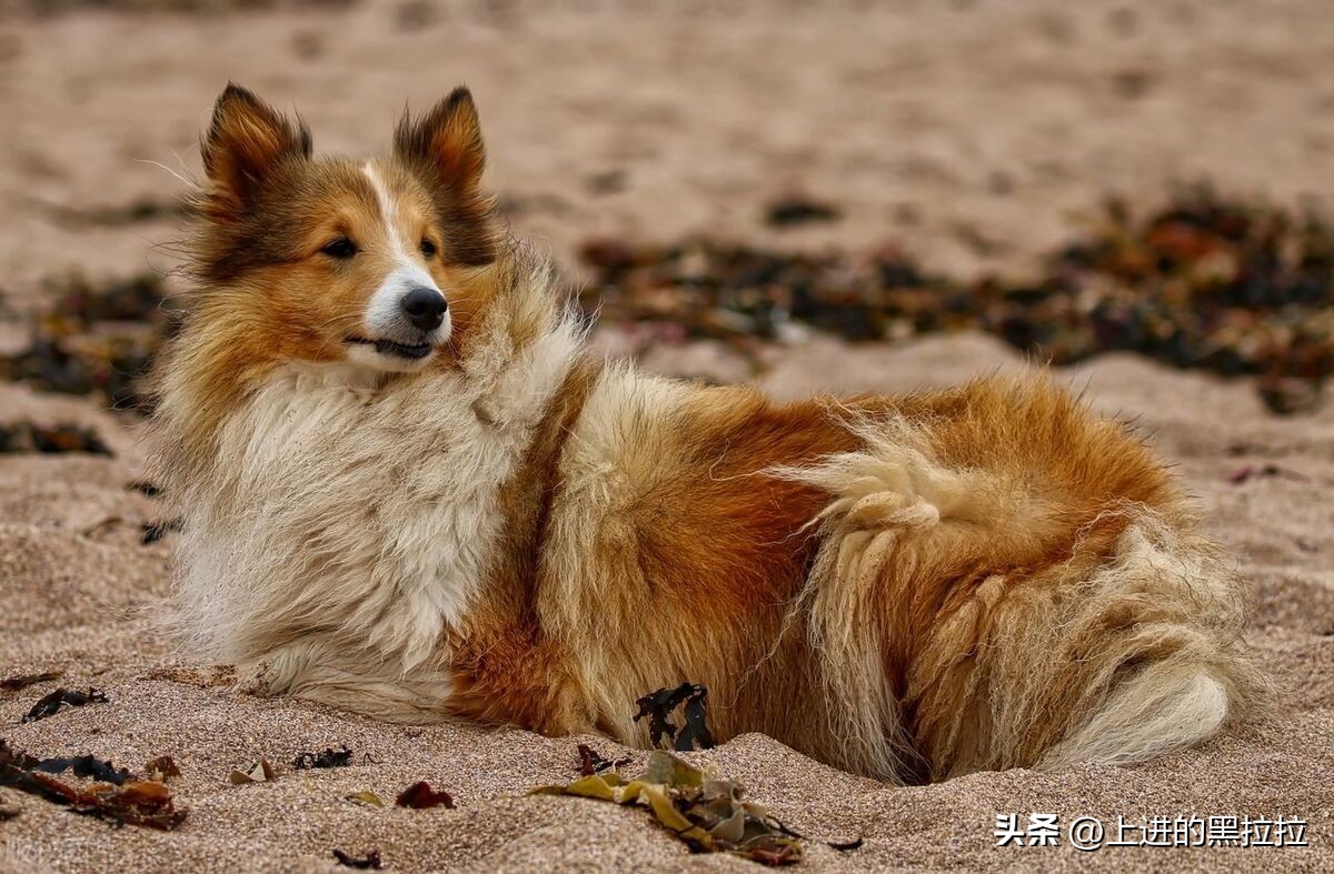 喜乐蒂牧羊犬品种,喜乐蒂牧羊犬品种简介