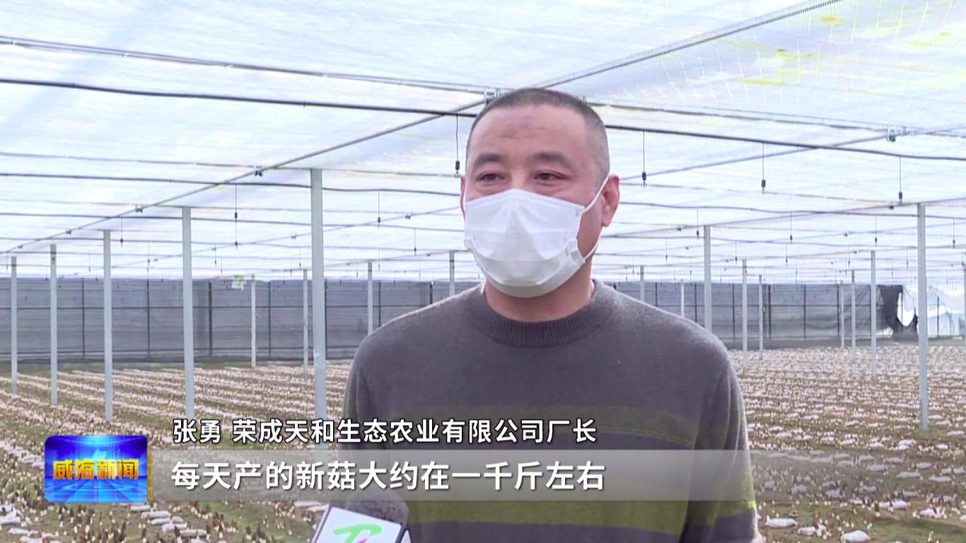 产值超4000万元羊肚菌撑开致富伞,广西三江羊肚菌撑开致富伞