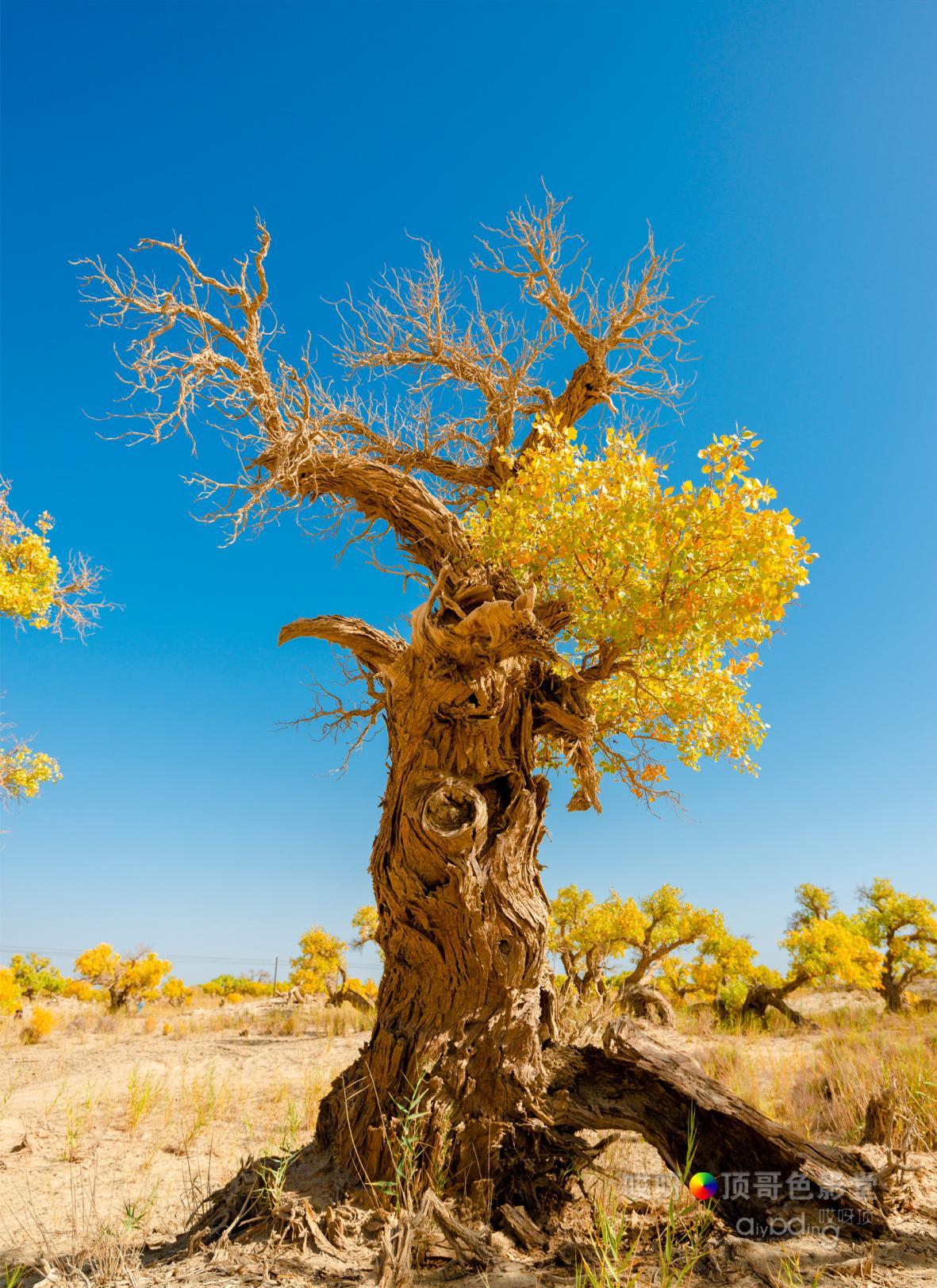 女司机带娃去新疆自驾游,带着女司机自驾游兰州