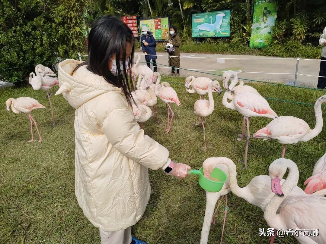 长隆游玩攻略推荐,长隆海洋王国游玩攻略大全视频