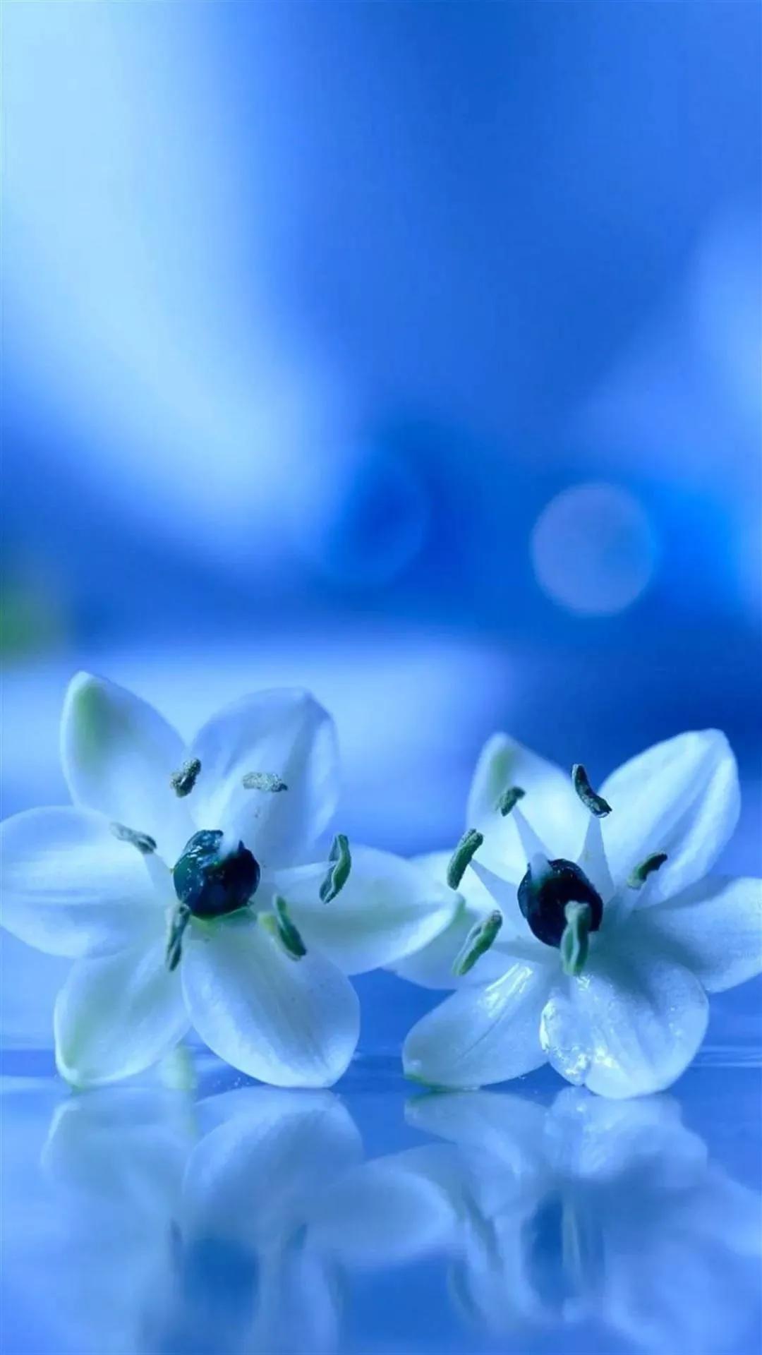 唯美手机壁纸高级感,唯美手机壁纸高清全面屏