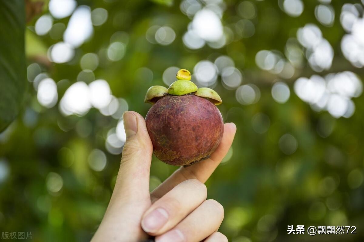挑选好又甜的山竹方法介绍,多核的山竹怎么挑