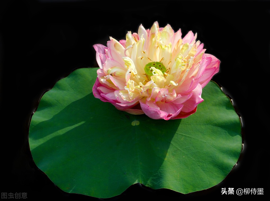 如何拍荷花才不俗,拍摄荷花忌讳